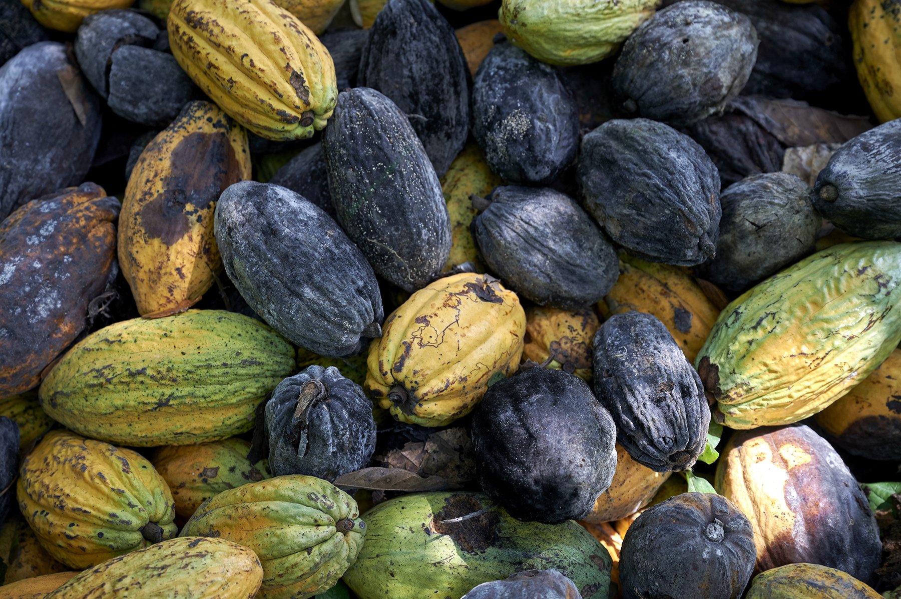 Kakaobohnen in Ghana