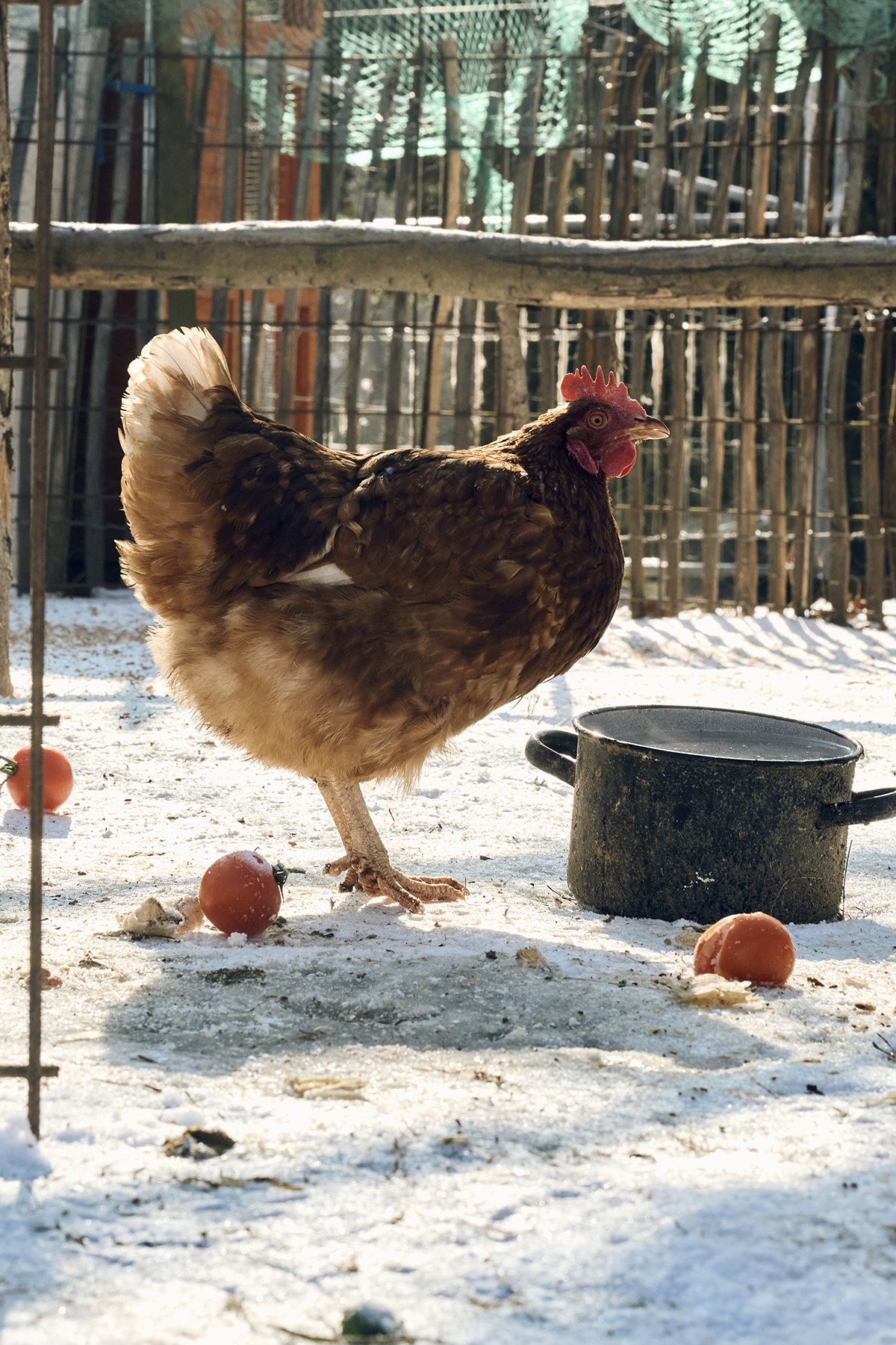 Huhn im Schnee bei Sonnenschein.