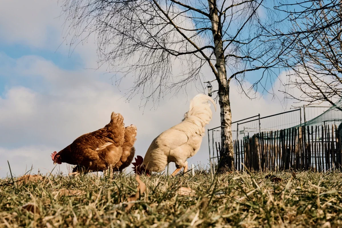 Totale Feld mit Bauwagen