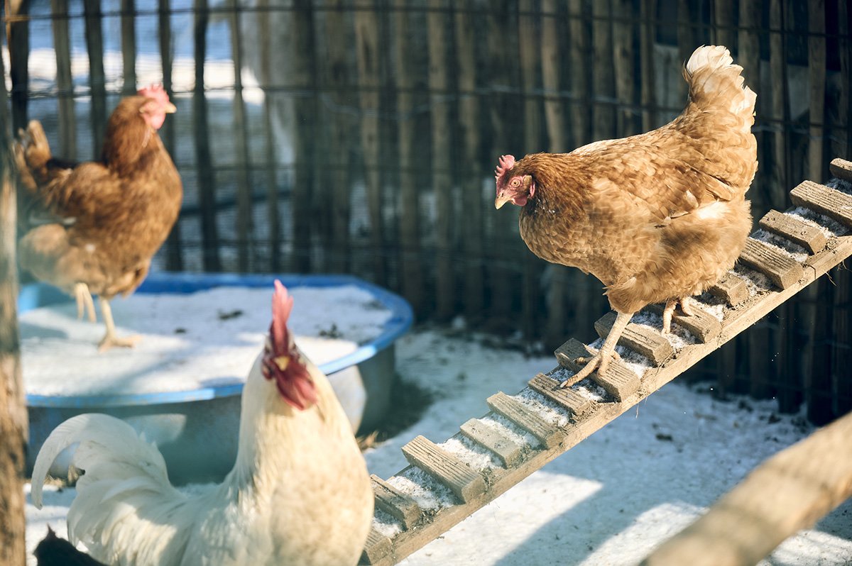Freilandhuhn läuft auf einer Holzleiter aus dem Hühnerstall herunter bei Sonnenschein.