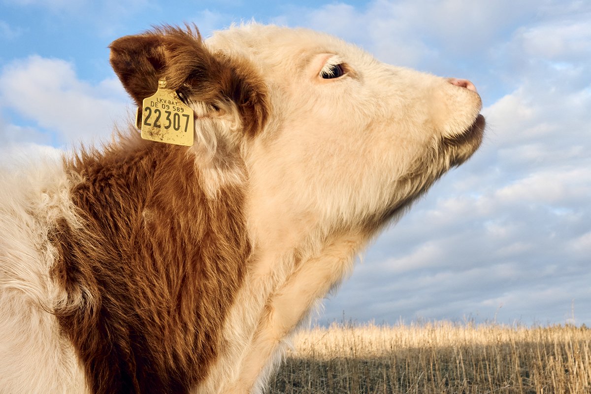 Bioklalb auf dem Gnadenhof . 