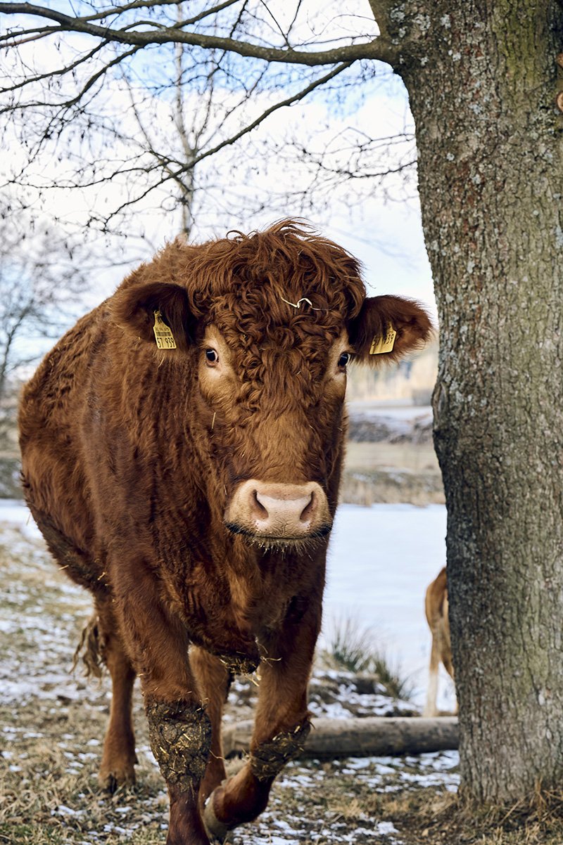 Weidekuh im Winter im dicken Winterfeld