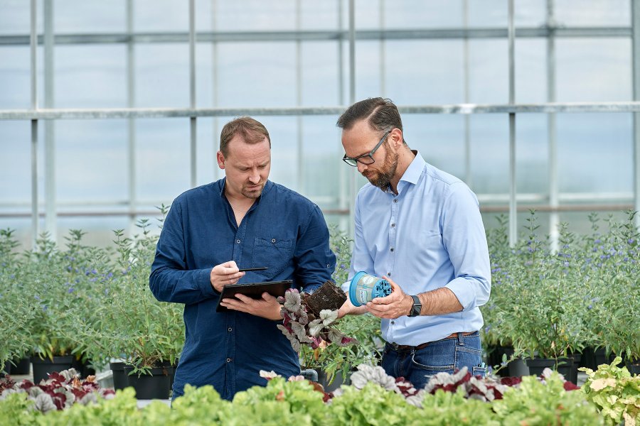 Zwei Männer in blauen Hemden stehen in einem Gewächshaus sind konzentriert am untersuchen eines Pflanzentopf