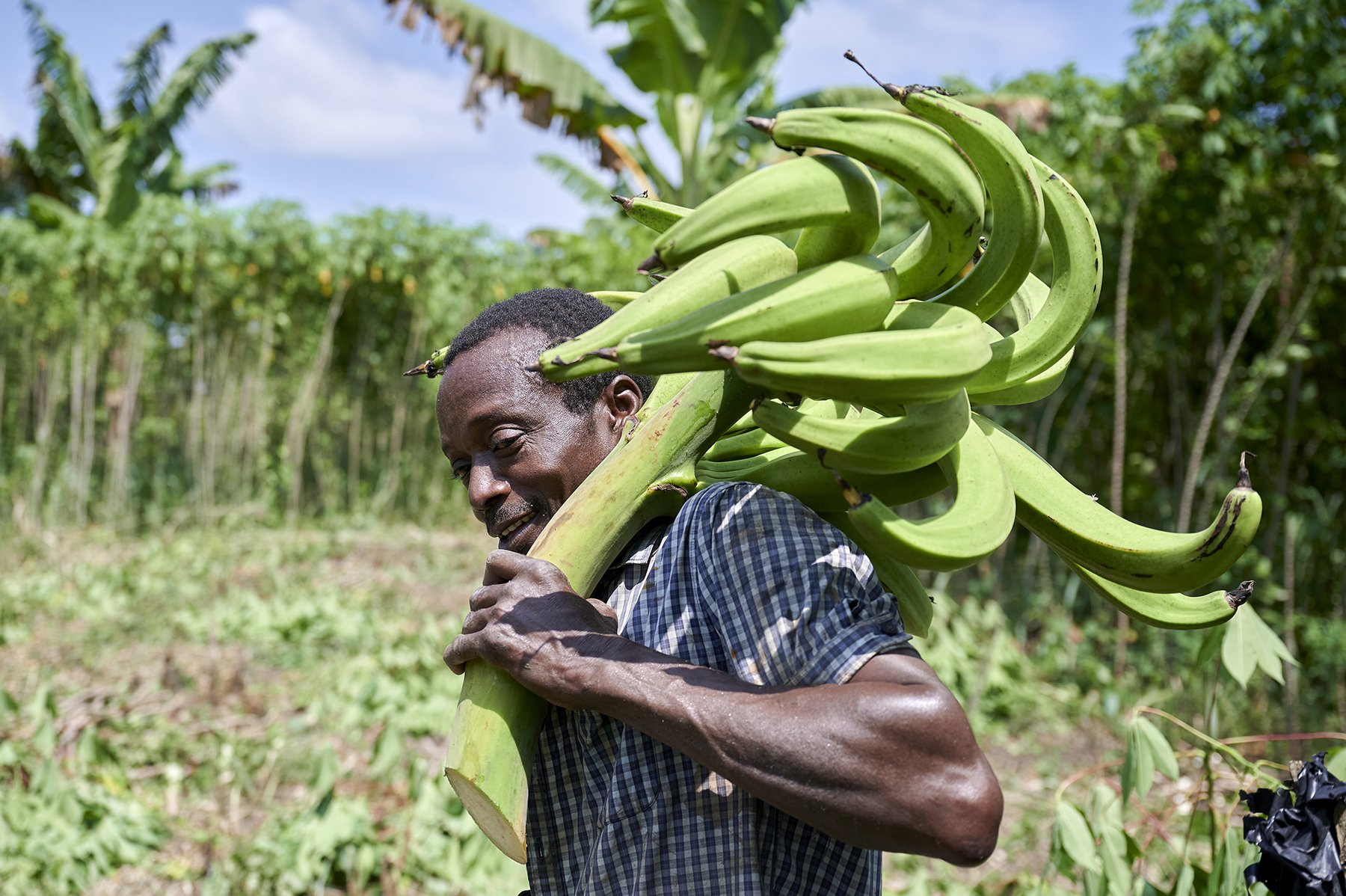 Farmer trägt frischen Bananenstaute