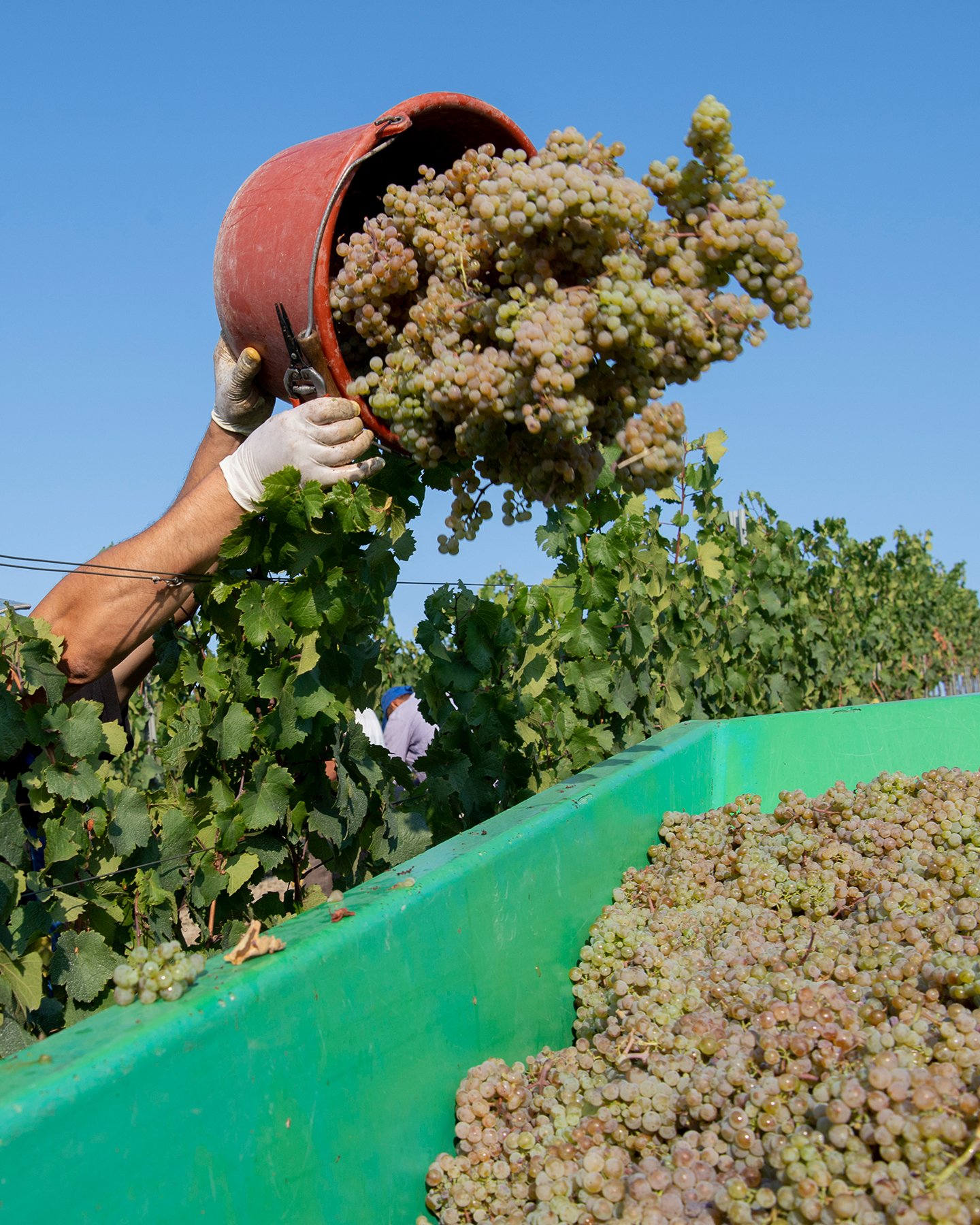 Weinlese in Rheinhesse, Erntehelfer füllt Traktor mit geernteten weißen Trauben.