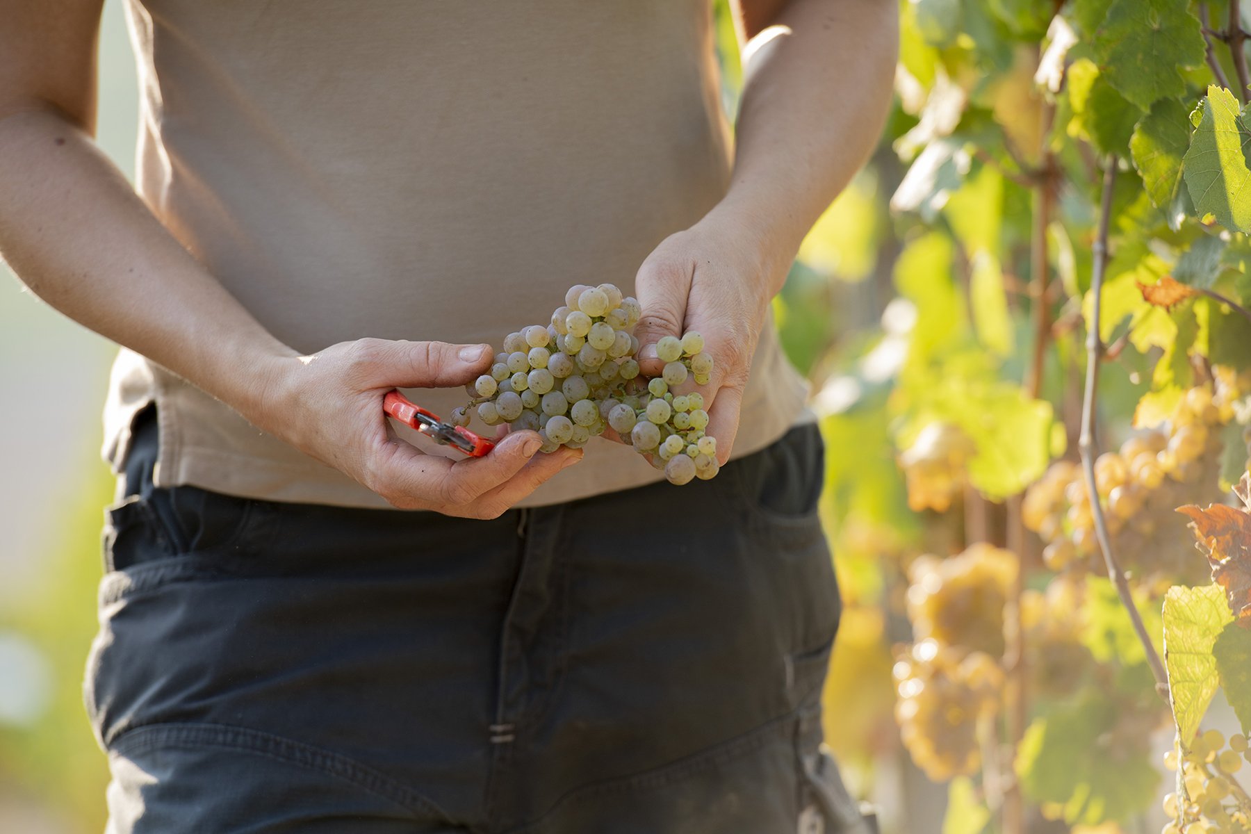 Winzerin hält weiße Trauben im Weinanbaugebiet in Rheinhessen in der Hand.