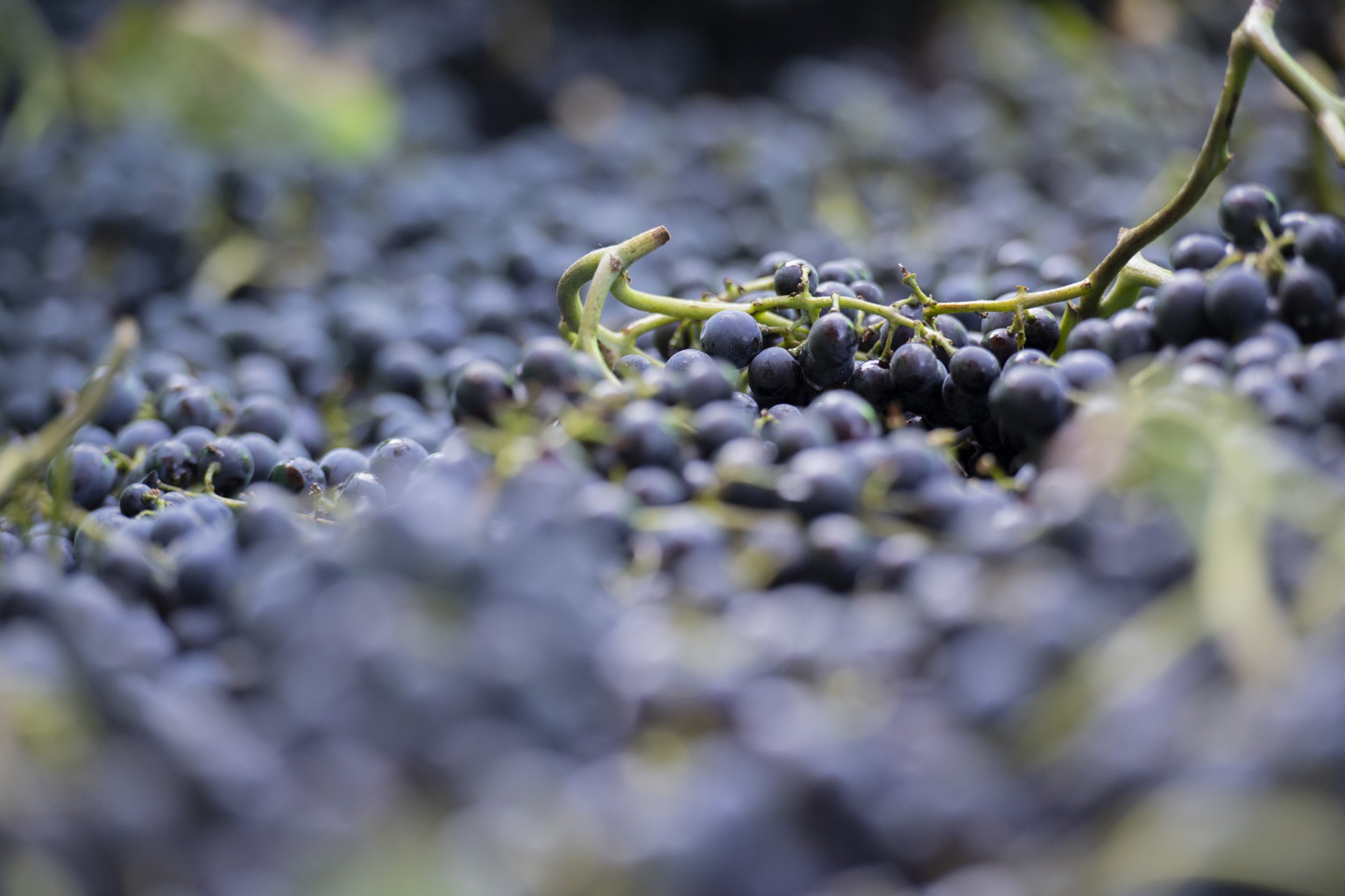 Traubenverabeitung, erste Lage