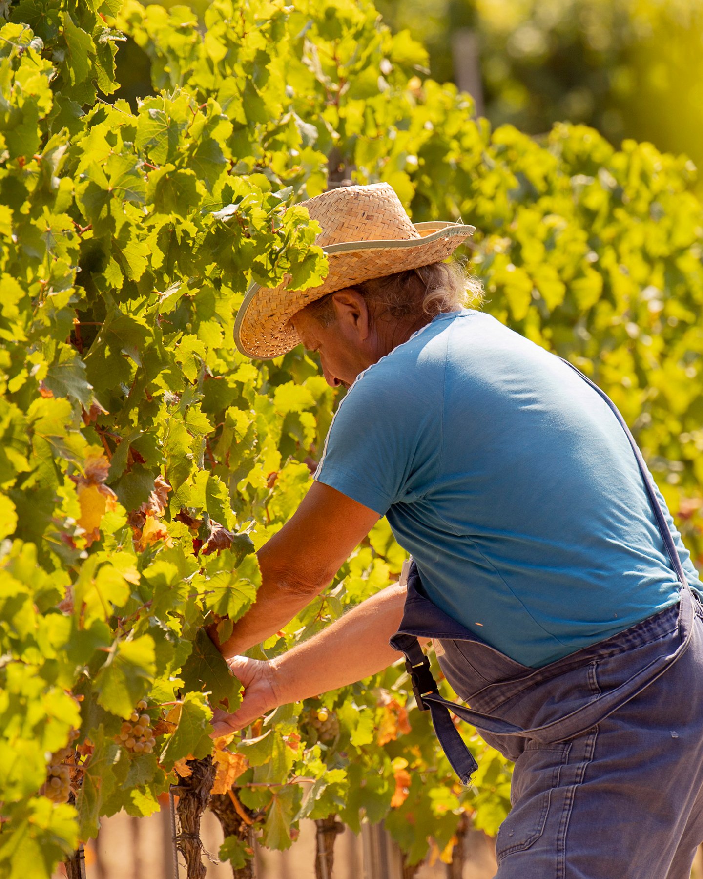 Handlese bei Traubenernte in der Weinlese im Herbst. Rheinhessen