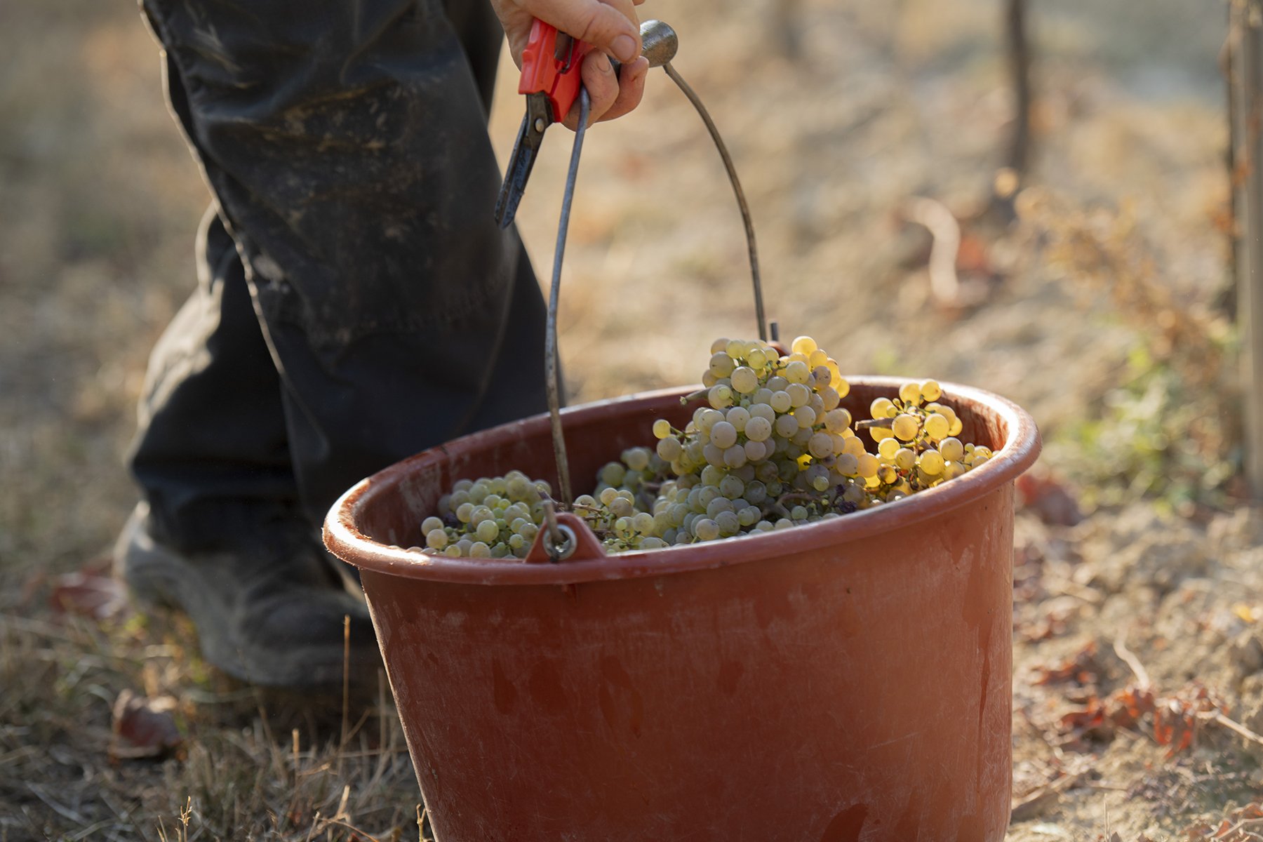 geernete Trauben im Eimer bei der Traubenernte