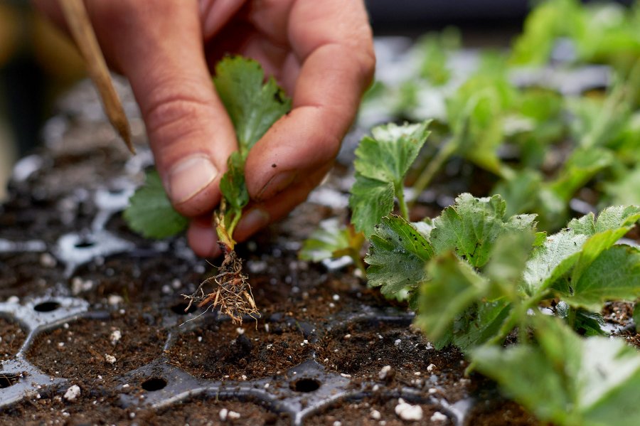 Close up einer Hand die eine Junge Pflanze mit wurzeln pikiert