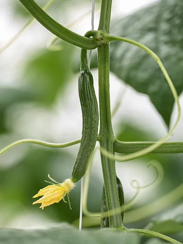 Schutz für grüne Werte