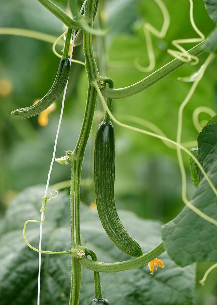 Die Schlangengurke ist einem Hochformat zentriert dargestellt, mit einer glänzenden, dunkelgrünen Schale mit leicht gerippten Linien.