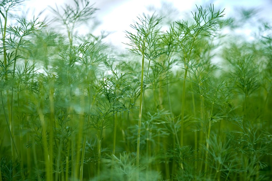 Biozertifiziertes Dill Kräutern im Gewächshaus von Kräuter Gut aus Nürnberg