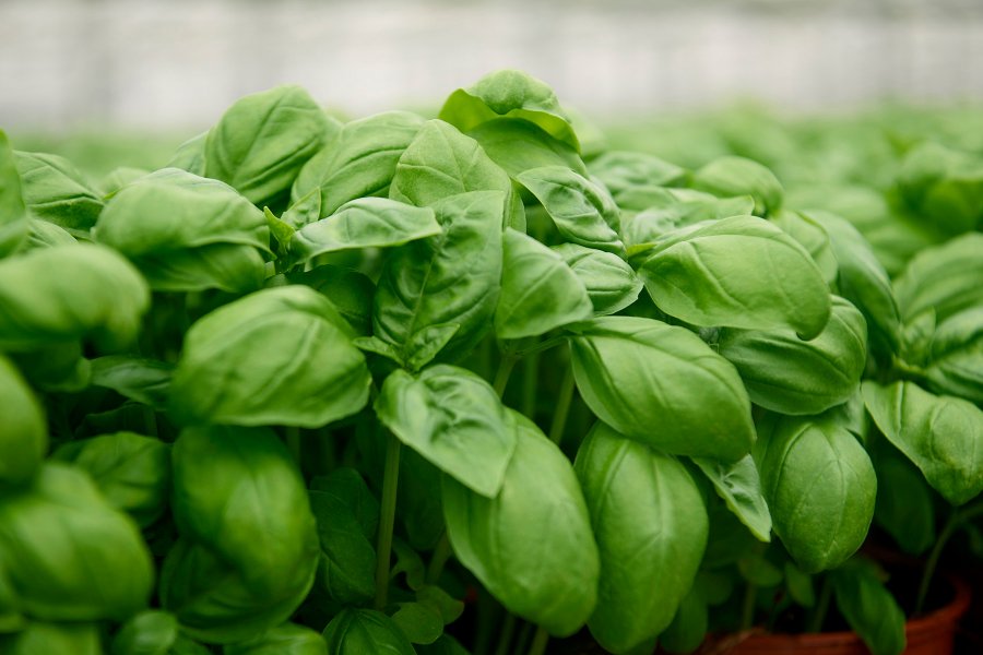 Basilikum,Kräutertopf in Nahaufnahmen