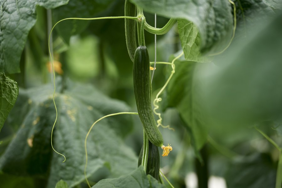 kleine dunkelgrüne Salatgurke mit gelber Blüte im Gewächshaus.