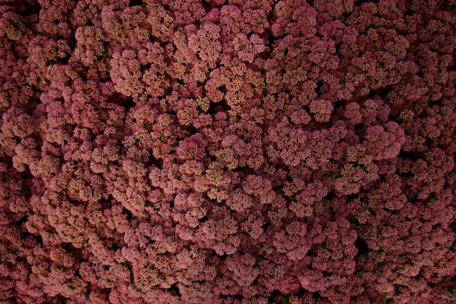 Fette Henne Blüten, Nahaufnahme