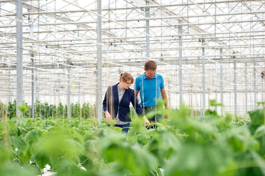 Eine Frau und ein Mann, zwei Personen begutachten den Anbau von Gurken im Gewächshaus