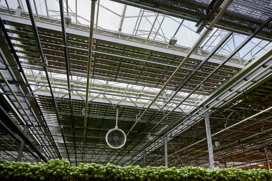 Produktion in einem Doppelstockgewächshaus, ressourcenschonende Anbau von Topfkräutern.