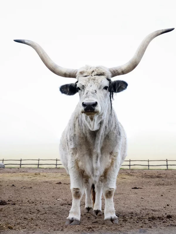 Streifzug durch die Puszta