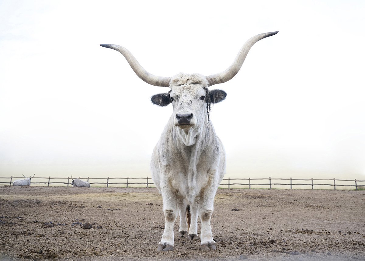 Ungarisches Steppenrind ©Nathalie Zimmermann