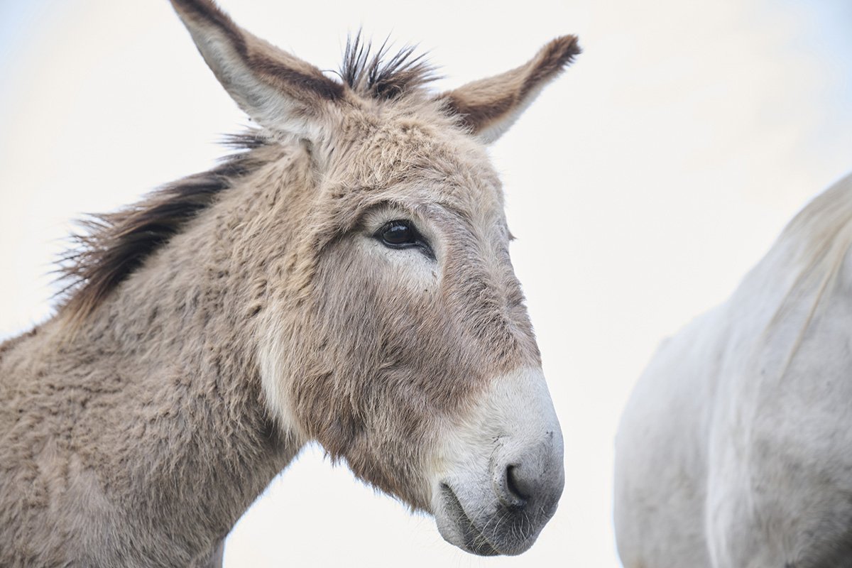 Esel schaut in die Kamera